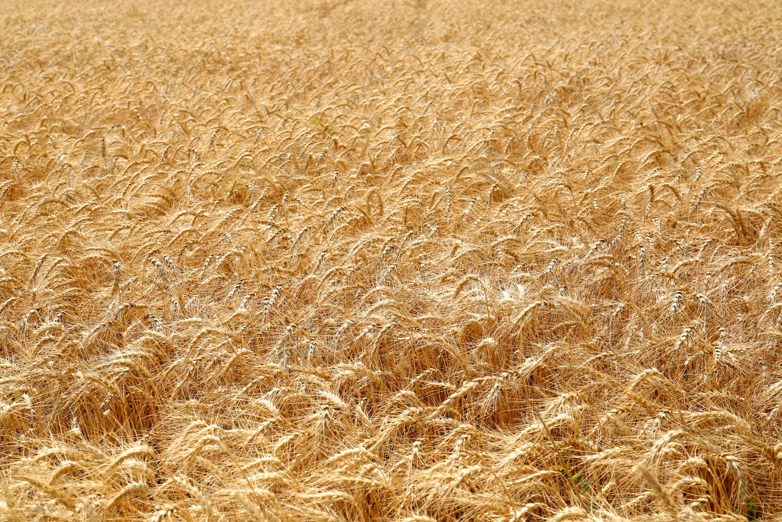 Photo of Beautiful view of agricultural field with ripe wheat spikes