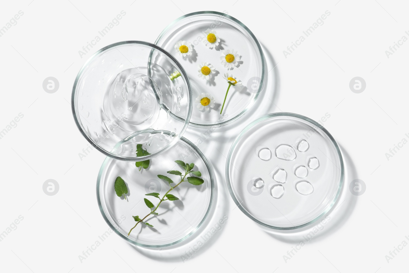 Photo of Petri dishes with different plants and cosmetic products on white background, top view