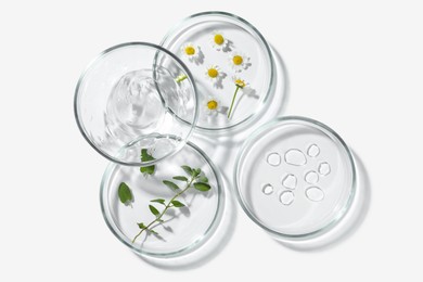 Petri dishes with different plants and cosmetic products on white background, top view