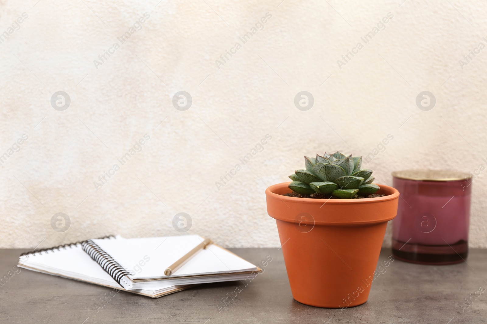 Photo of Beautiful succulent and notebooks on grey stone table. Home plant