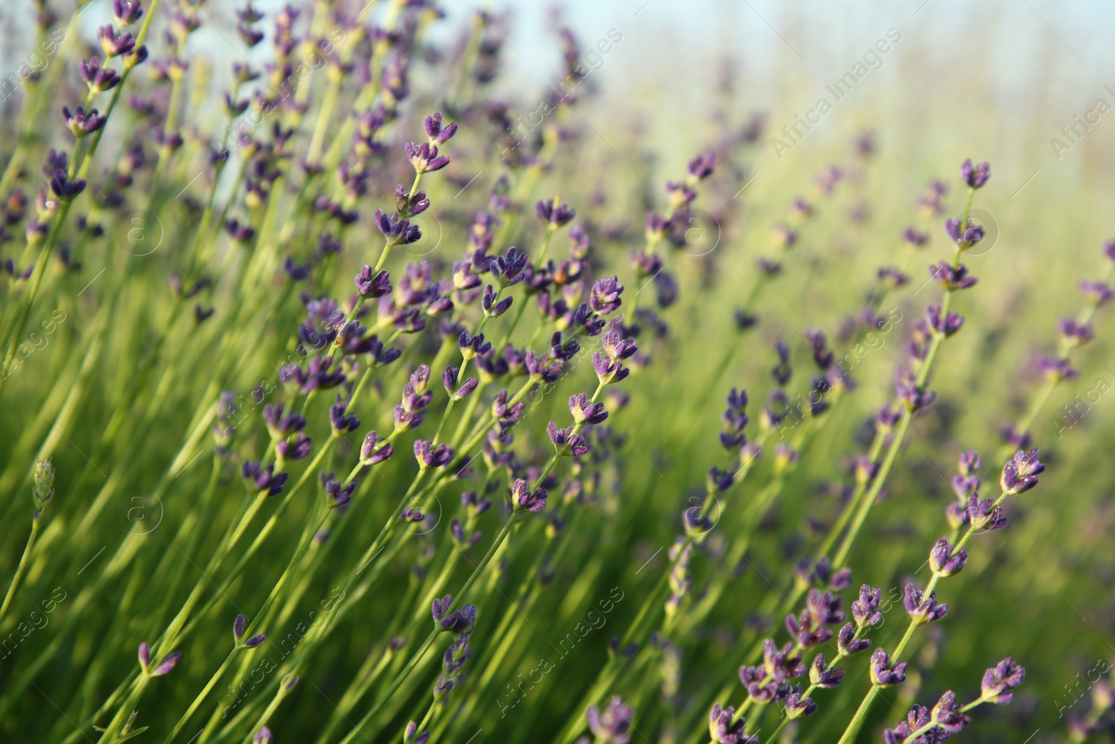 Photo of Beautiful blooming lavender growing in field, closeup