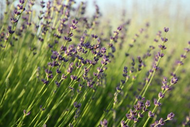 Beautiful blooming lavender growing in field, closeup