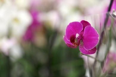 Beautiful blooming tropical orchid on blurred background, closeup. Space for text