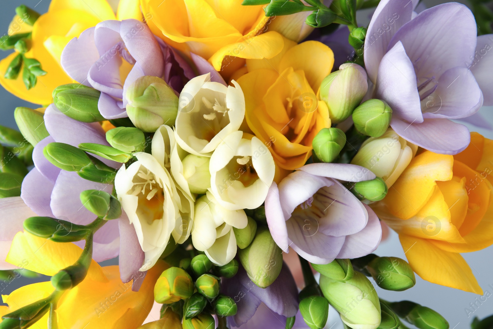 Photo of Beautiful bouquet of fresh freesia flowers, closeup