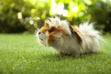 Photo of Cute guinea pig on green grass in park