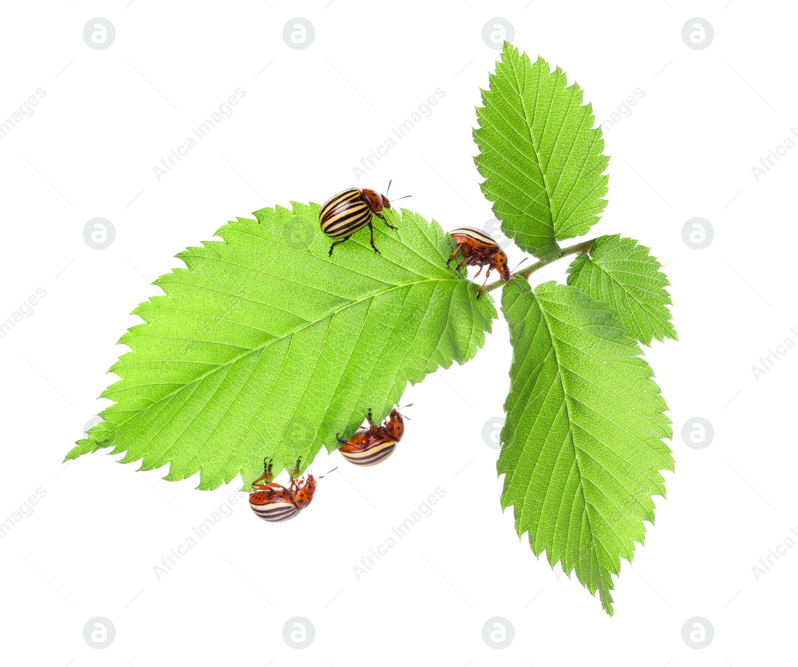 Photo of Many colorado potato beetles on green plant against white background