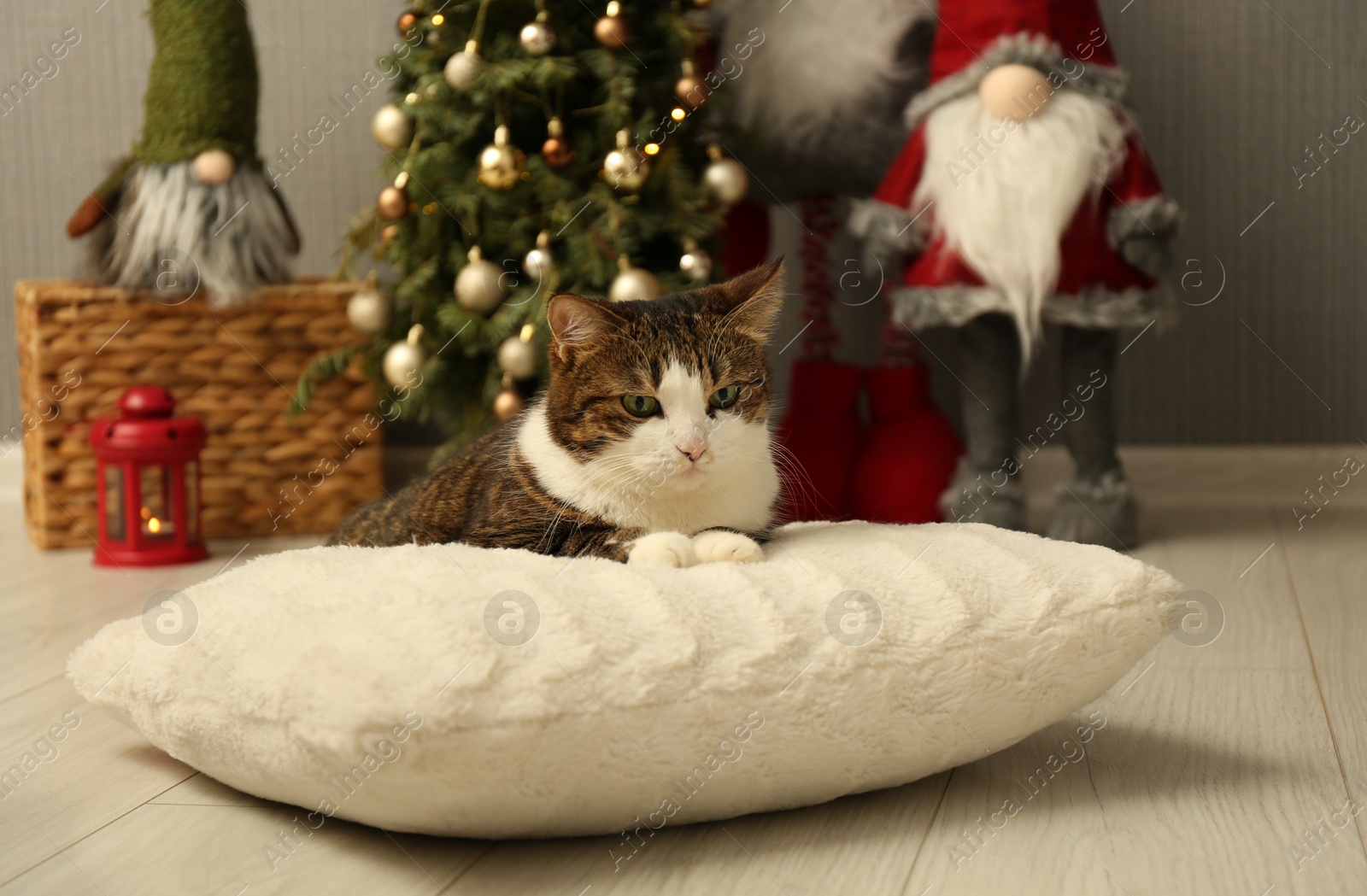 Photo of Cute cat lying on soft pillow near Christmas decor at home. Adorable pet