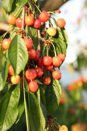 Cherry tree with green leaves and unripe berries growing outdoors, closeup