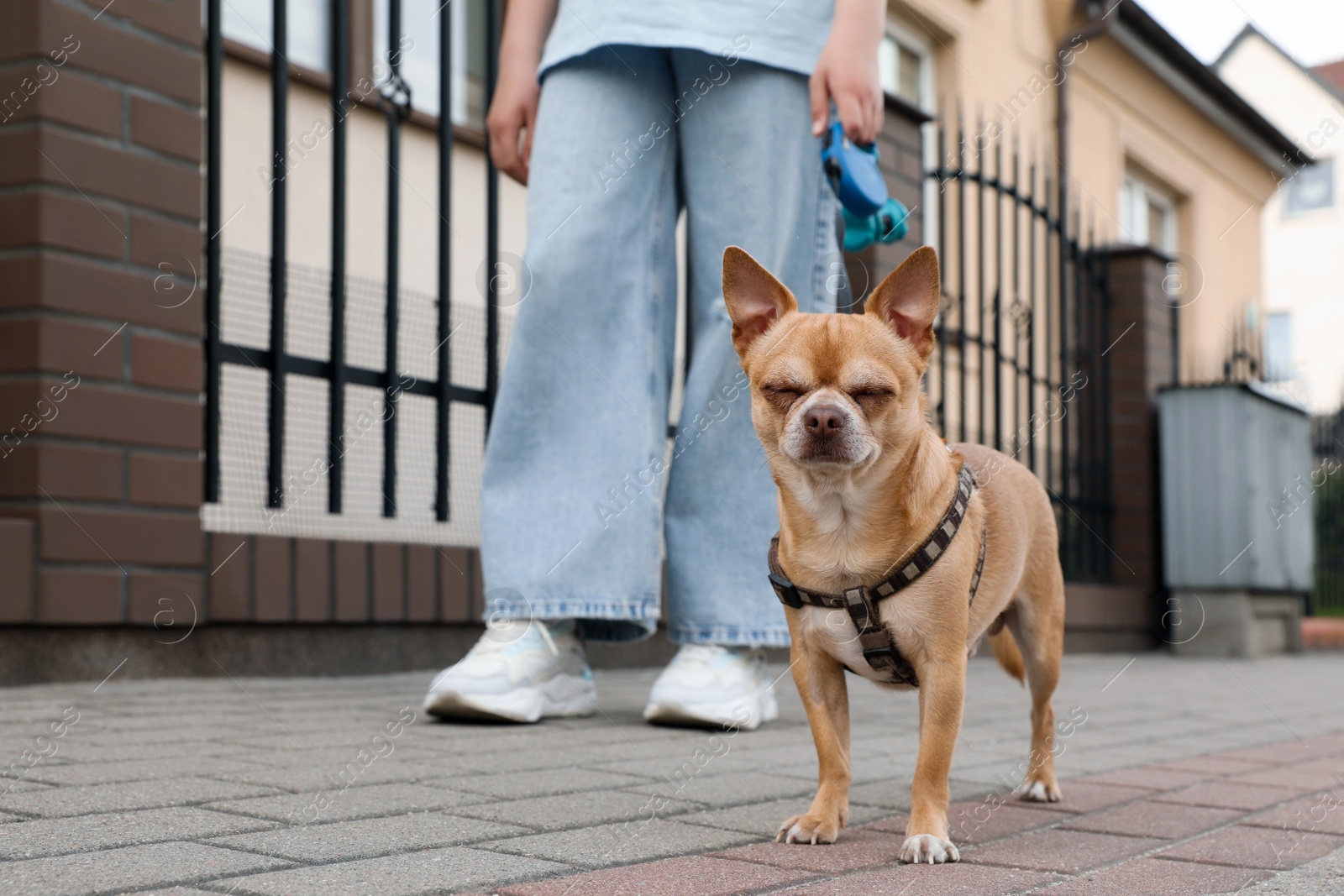 Photo of Owner walking with her chihuahua dog on city street, closeup