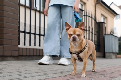 Owner walking with her chihuahua dog on city street, closeup