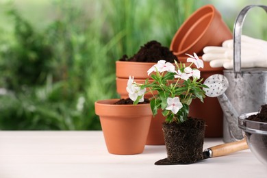 Beautiful flower, pots and gardening tools on white wooden table outdoors. Space for text
