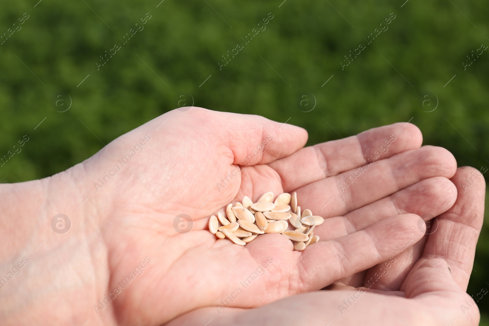 Photo of Man holding many cucumber seeds outdoors, closeup