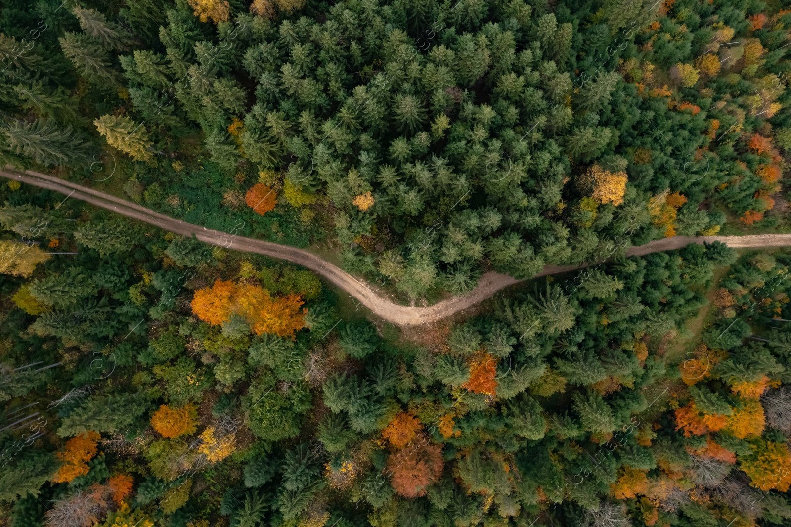 Image of Aerial view of countryside road in beautiful autumn forest