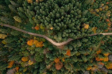 Image of Aerial view of countryside road in beautiful autumn forest