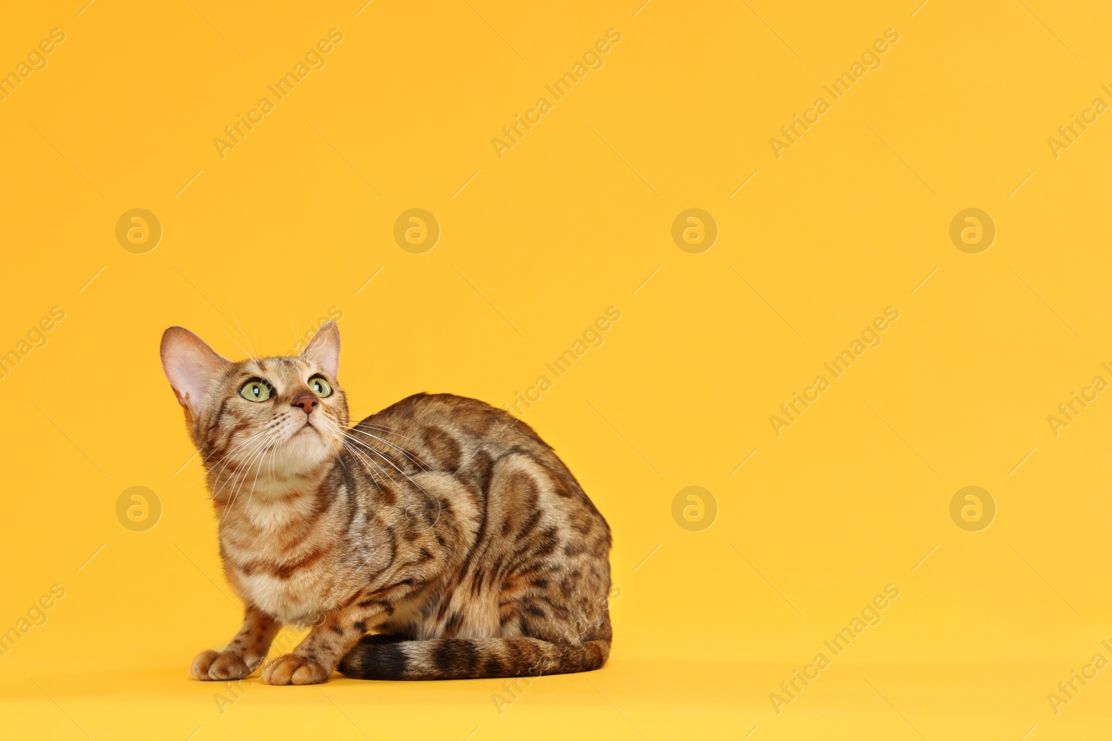 Photo of Cute Bengal cat on orange background, space for text. Adorable pet