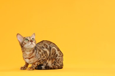 Cute Bengal cat on orange background, space for text. Adorable pet