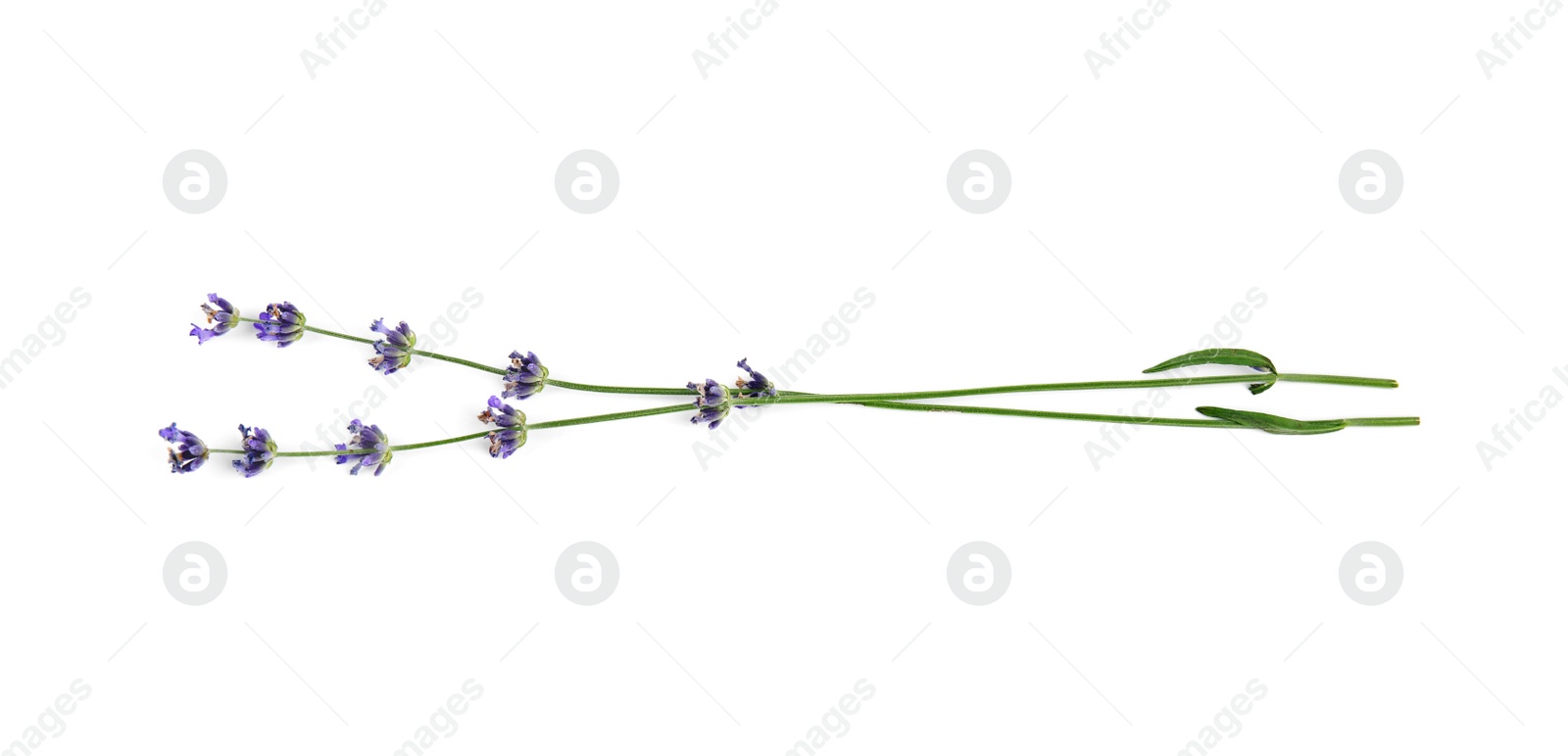 Photo of Beautiful tender lavender flowers on white background, top view