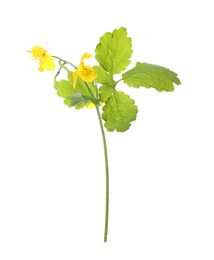 Celandine with yellow flowers and green leaves isolated on white