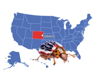 Image of USA map with marked state of Colorado and potato beetle on white background