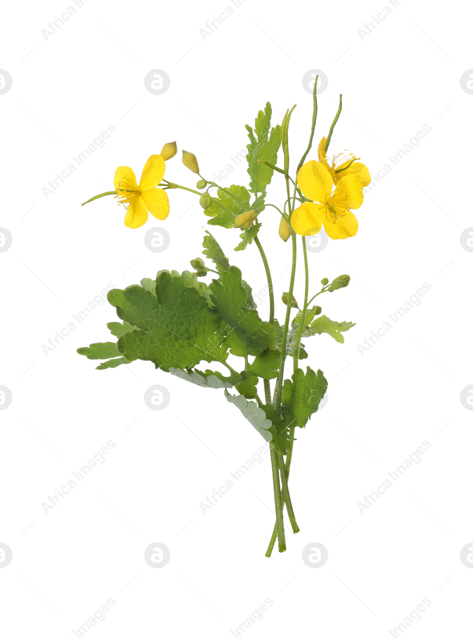 Photo of Celandine with yellow flowers and green leaves isolated on white