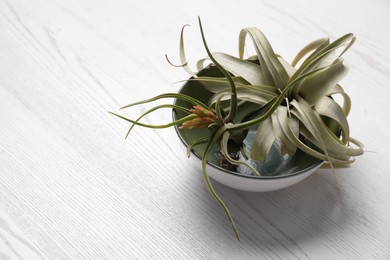 Photo of Beautiful tillandsia plants in bowl on white wooden table, space for text. House decor