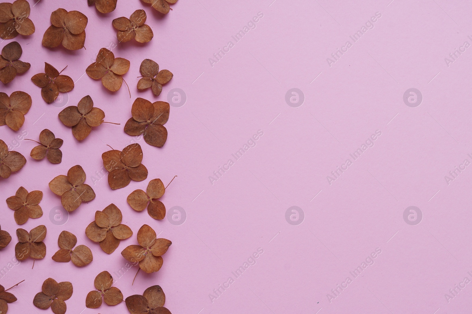 Photo of Flat lay composition with dried hortensia flowers on pink background. Space for text