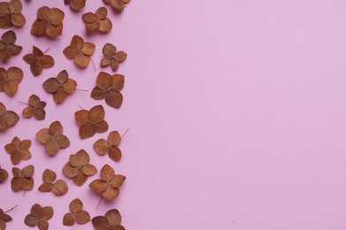 Photo of Flat lay composition with dried hortensia flowers on pink background. Space for text