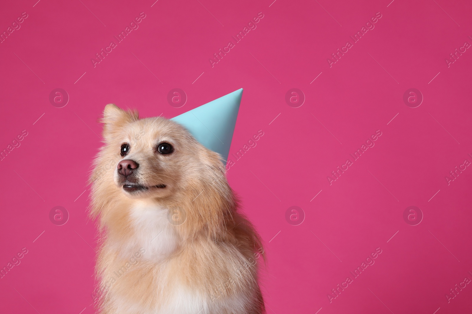 Photo of Cute dog with party hat on pink background, space for text. Birthday celebration