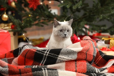 Cute cat on plaid under Christmas tree at home