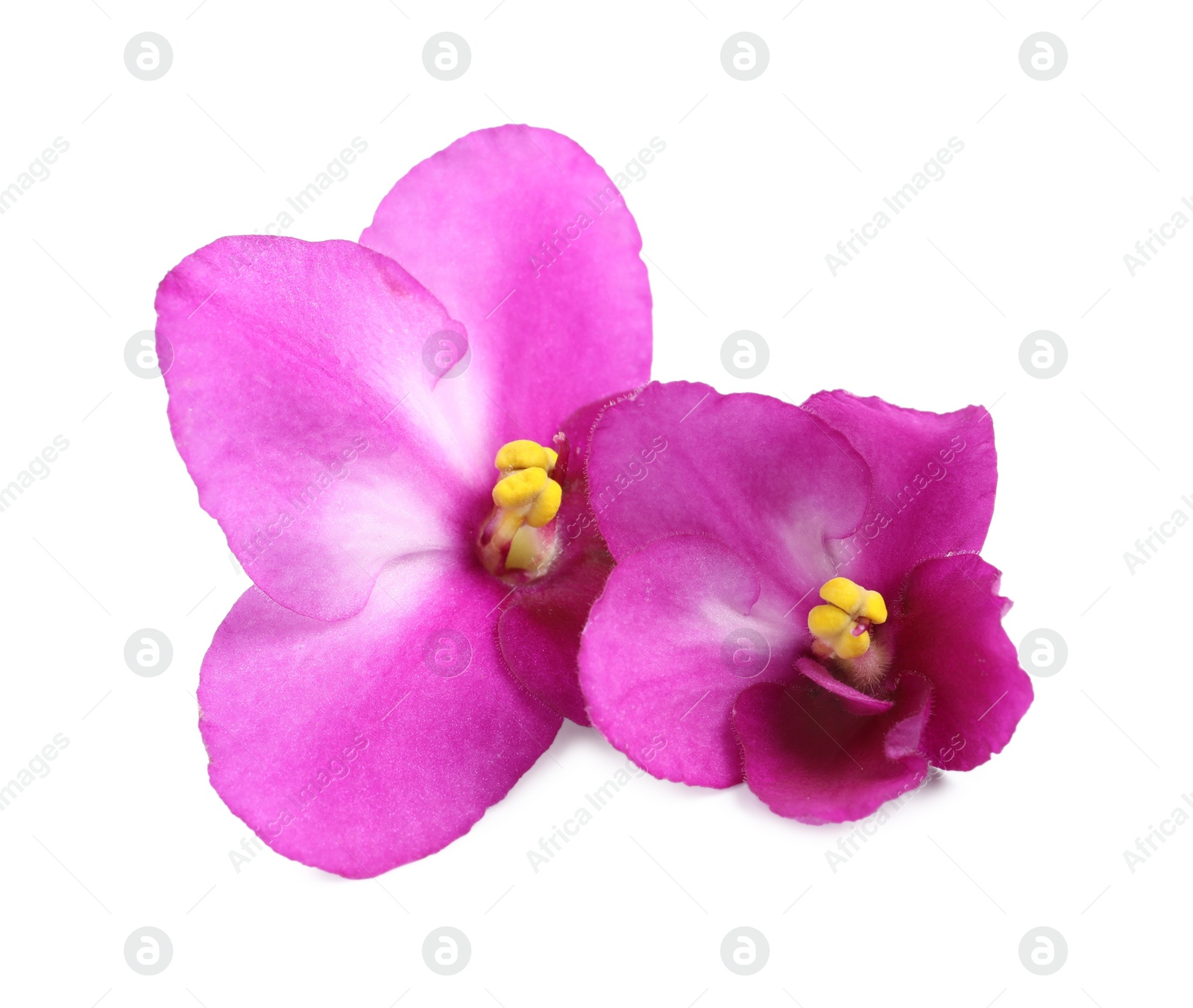 Photo of Pink violet flowers isolated on white. Delicate house plant