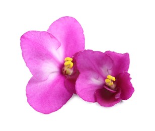 Photo of Pink violet flowers isolated on white. Delicate house plant