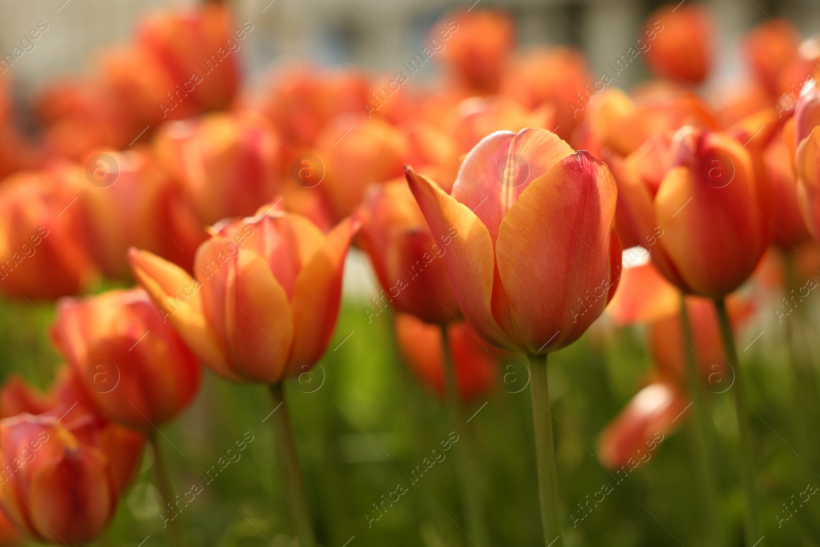 Photo of Beautiful colorful tulips growing in flower bed, closeup