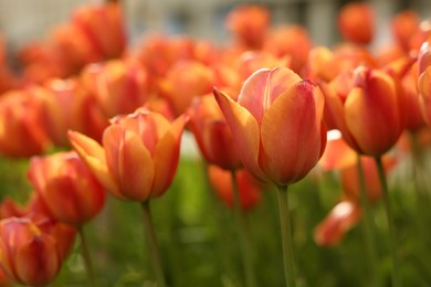 Photo of Beautiful colorful tulips growing in flower bed, closeup