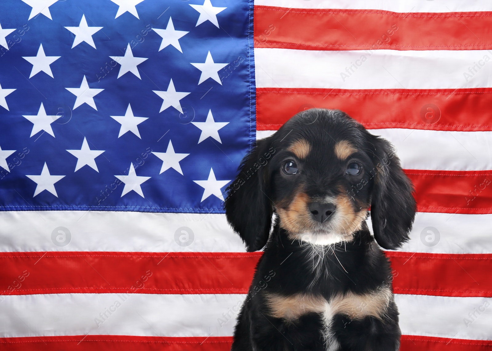 Image of Cute dog against national flag of United States of America
