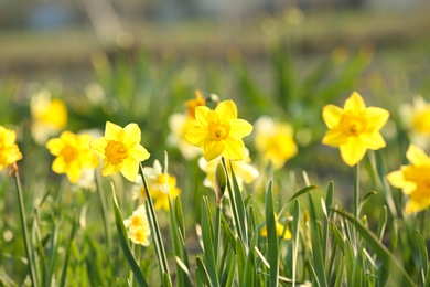 Photo of Field with fresh beautiful narcissus flowers on sunny day