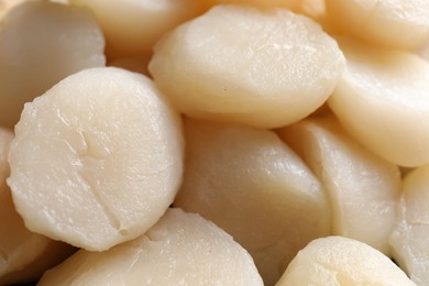 Fresh raw scallops as background, closeup view