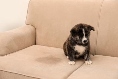 Photo of Cute Akita inu puppy near wet spot on sofa indoors. Untrained dog