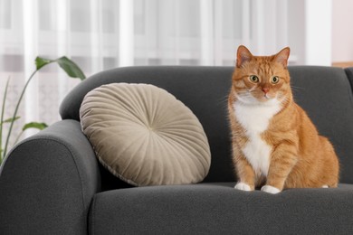 Photo of Cute fluffy ginger cat sitting on sofa at home. Space for text