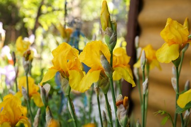 Photo of Beautiful yellow iris flowers growing outdoors on sunny day