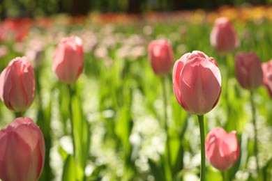 Beautiful pink tulips growing outdoors on sunny day, closeup