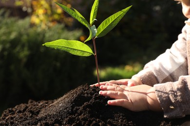 Small child planting young tree in garden, closeup