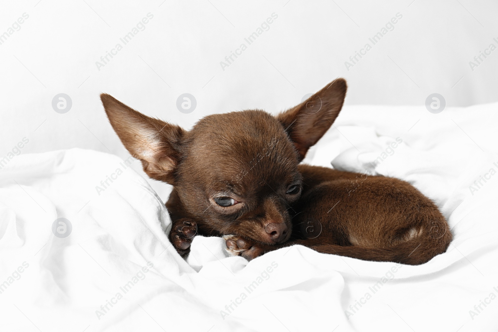 Photo of Cute sleepy small Chihuahua dog lying on bed