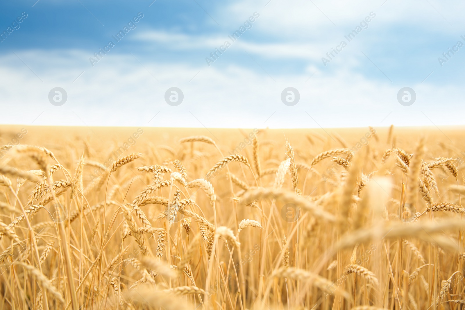 Photo of Wheat grain field on sunny day. Cereal farming