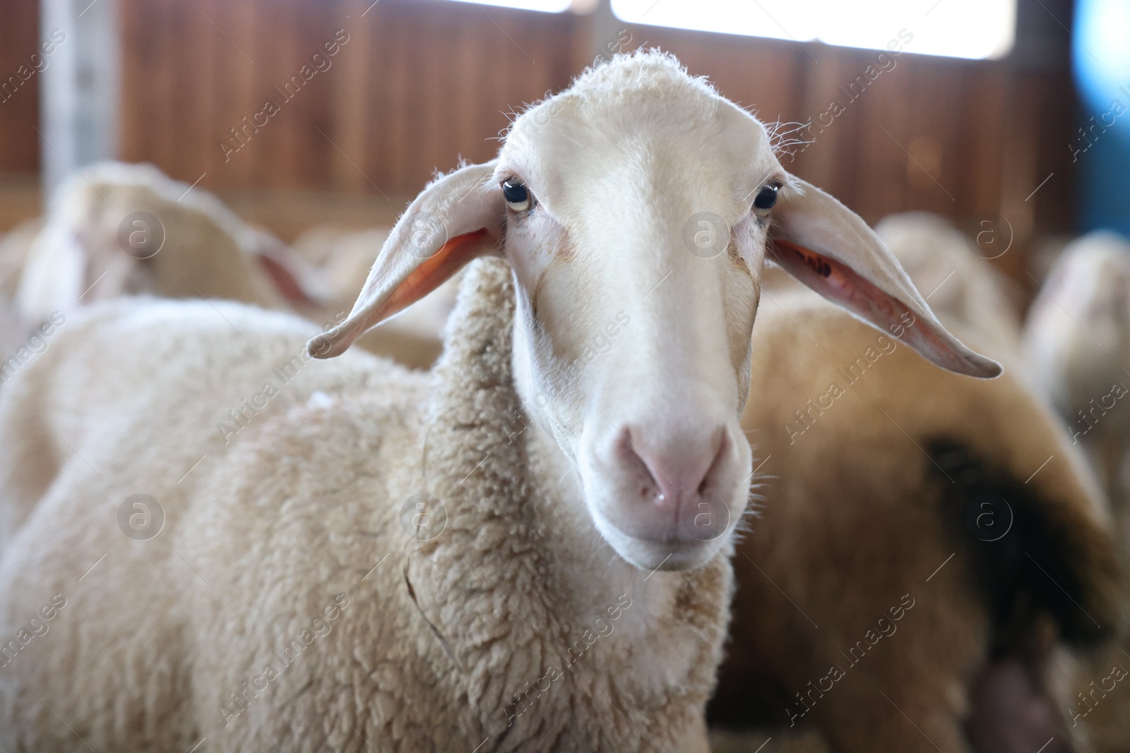 Photo of Sheep in barn on farm. Cute animals