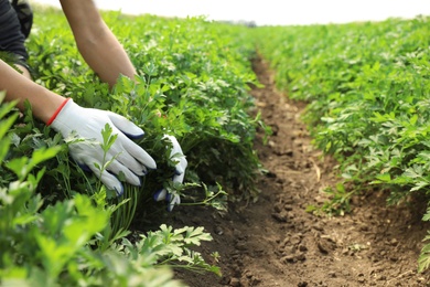 Photo of Woman gathering fresh green parsley in field, closeup. Organic farming