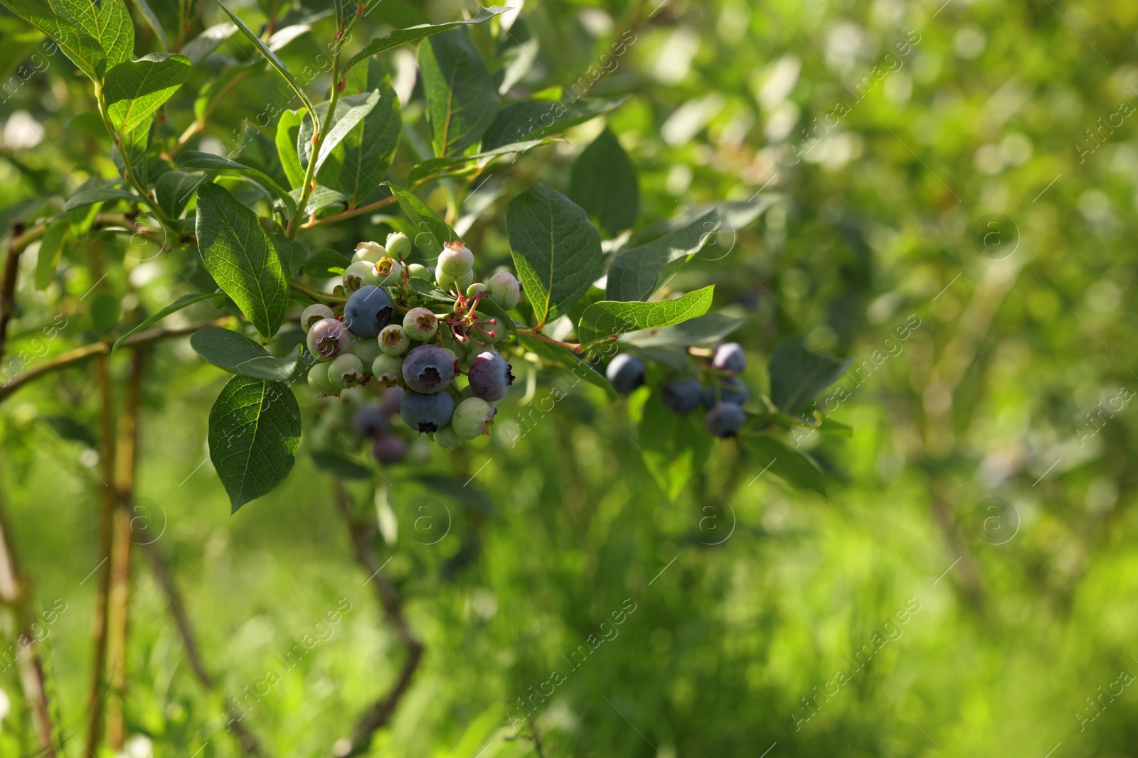 Photo of Wild blueberries growing outdoors, space for text. Seasonal berries