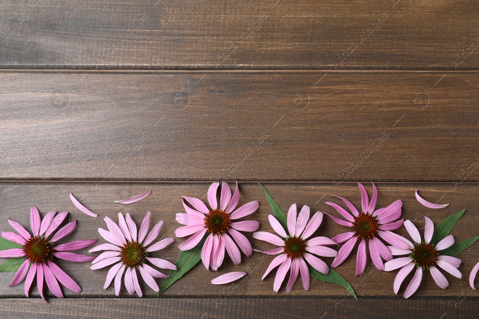 Photo of Beautiful blooming echinacea flowers, petals and leaves on wooden table, flat lay. Space for text