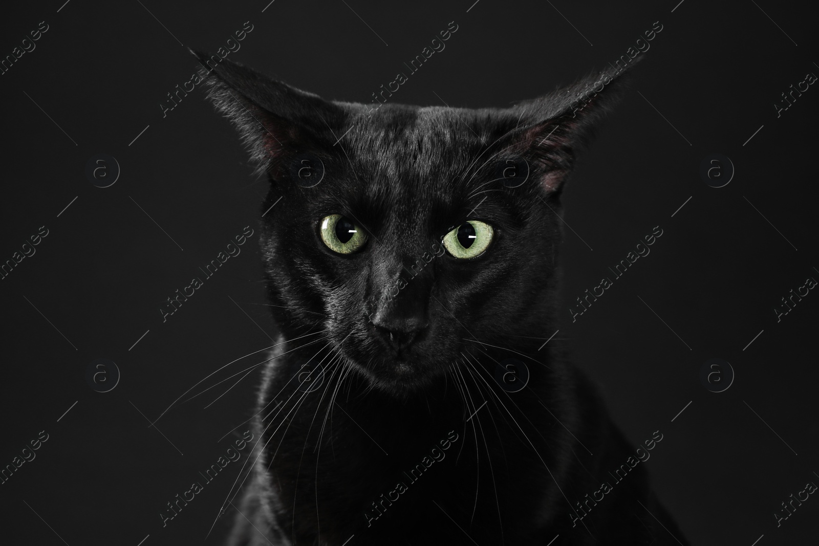 Photo of Adorable cat with green eyes on black background. Lovely pet