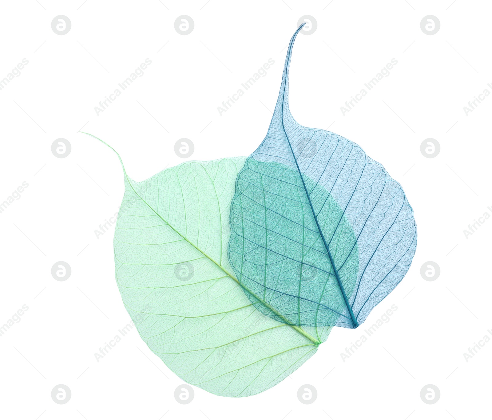 Photo of Beautiful decorative skeleton leaves on white background, top view