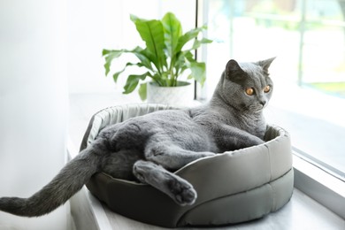 Photo of Cute pet lying in cat bed on window sill at home